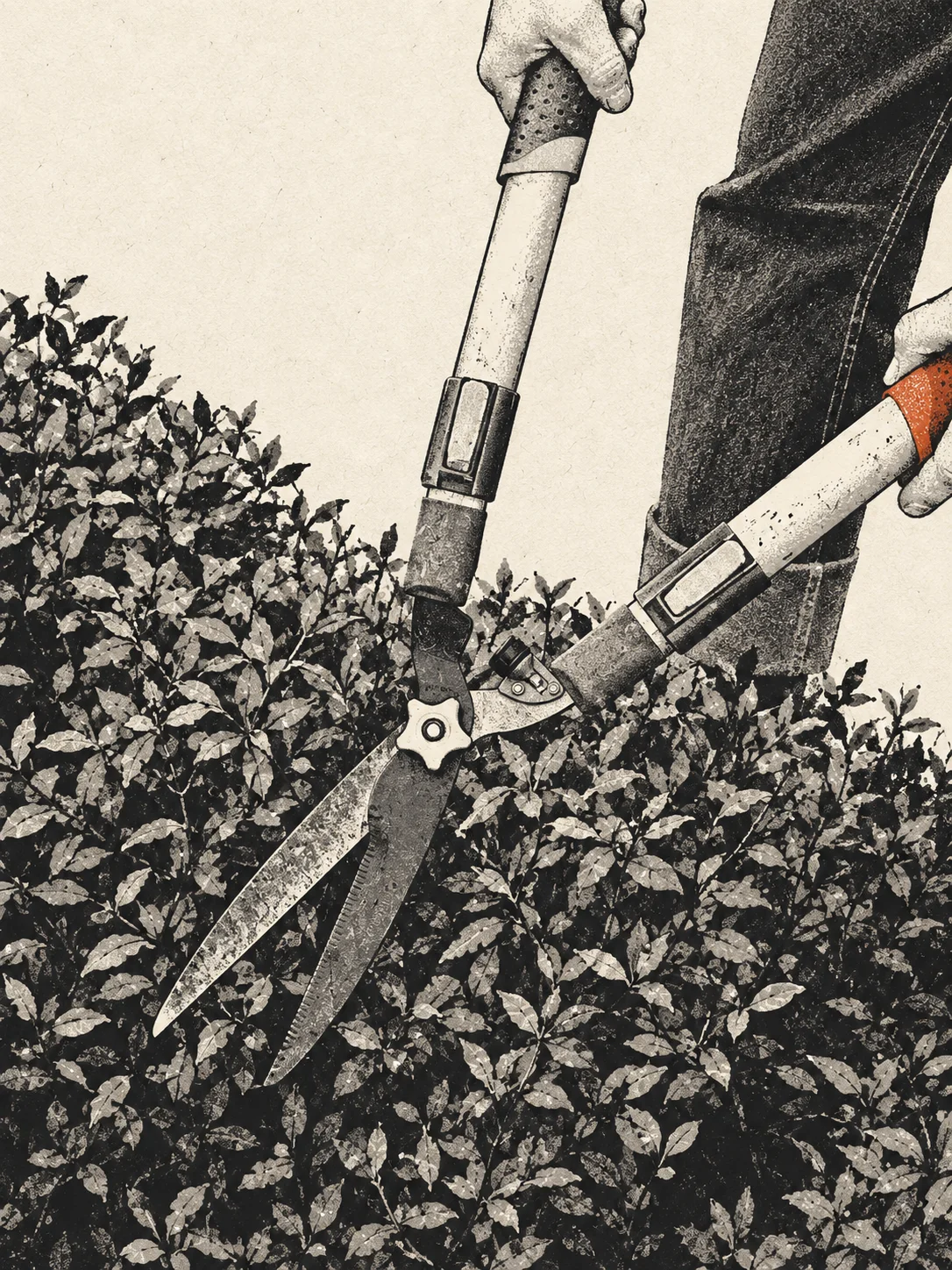Hände schneiden eine Hecke mit einer Heckenschere.