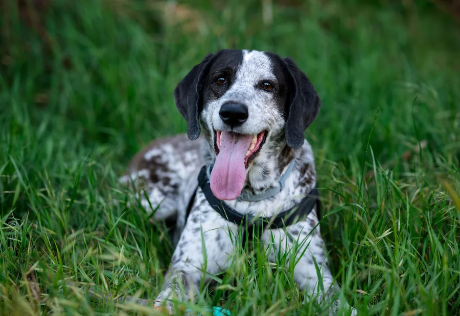 Hund liegt im hohen Gras