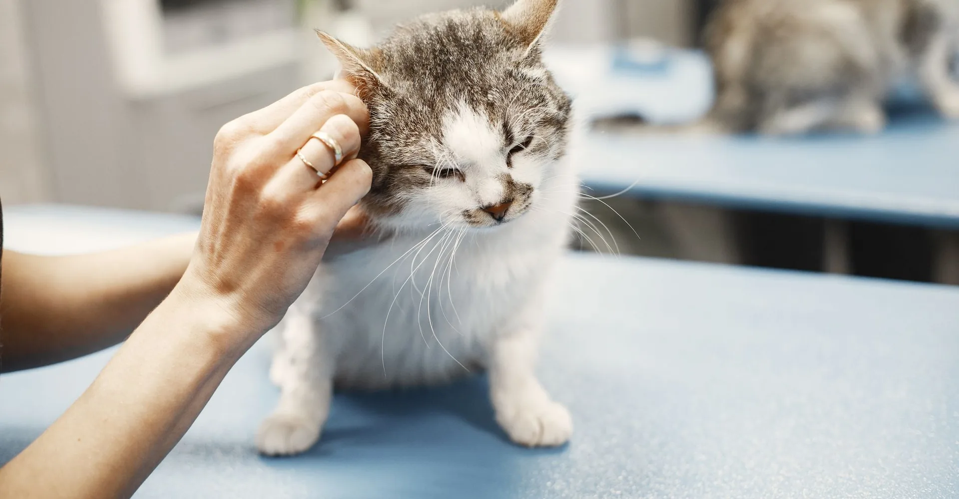 Katze wird auf dem Behandlungstisch beruhigt