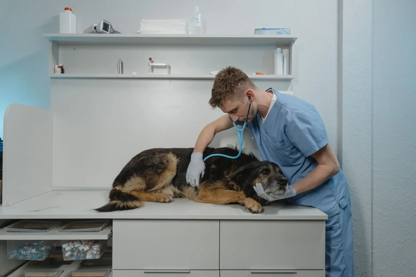 Tierarzt hört einen Schäferhund auf dem Behandlungstisch ab