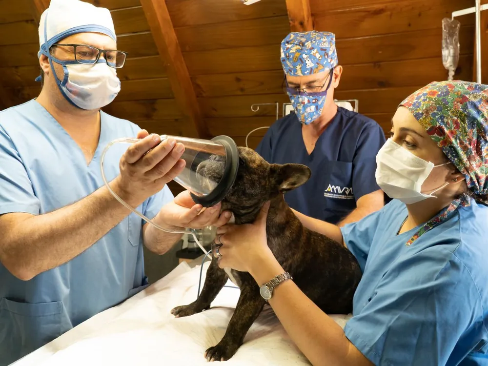 Team bereitet eine Französische Bulldogge mit der Atemmaske auf die Narkose vor