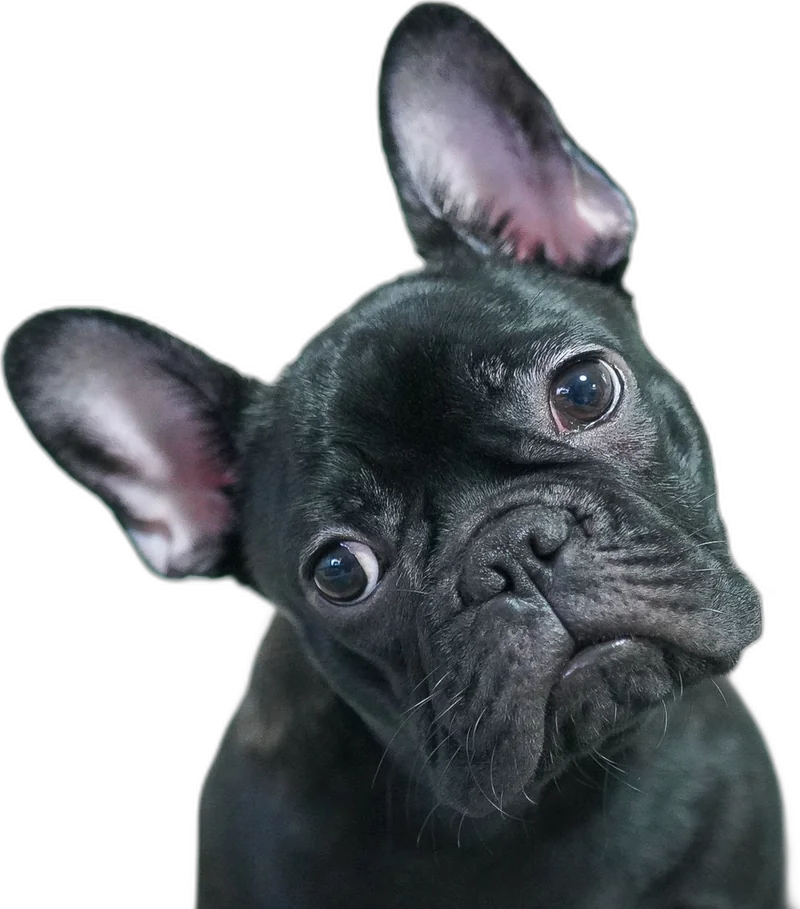 Schwarze Französische Bulldogge mit großen Ohren legt neugierig den Kopf schief